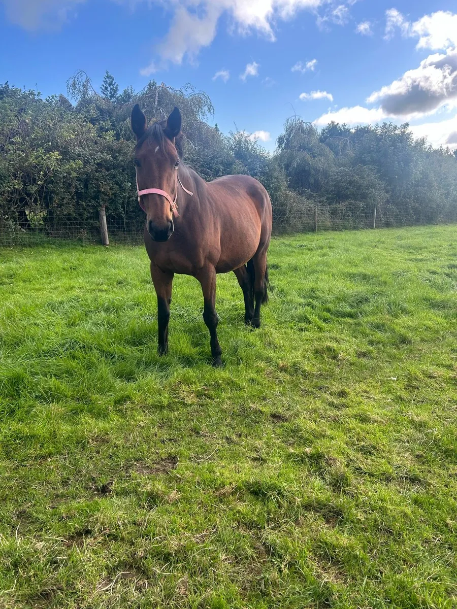 TULLABEG FUSION COLT FOAL - Image 4