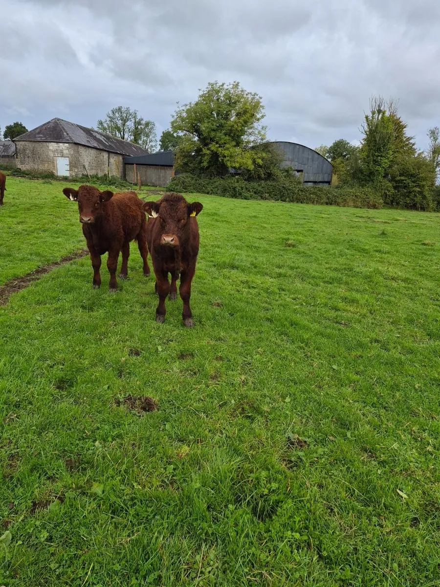 Weanling bullocks - Image 2