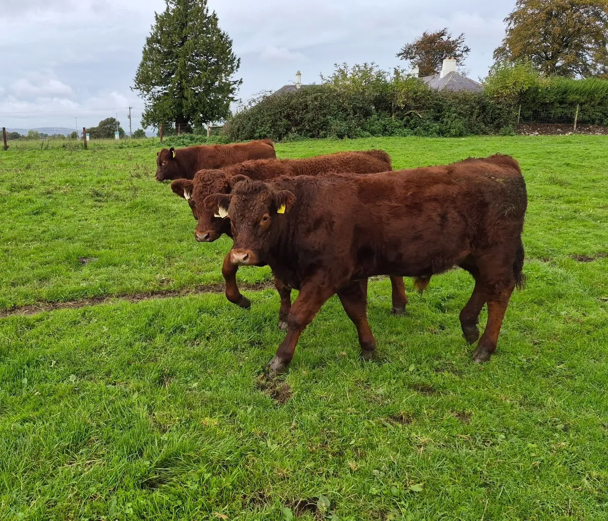 Weanling bullocks - Image 1