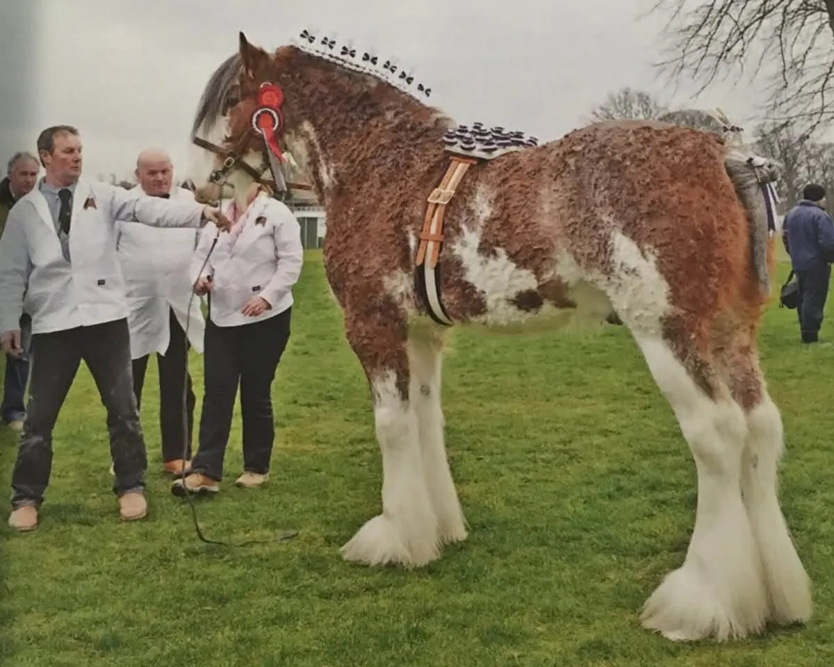 Infoal Broodmare - Image 2