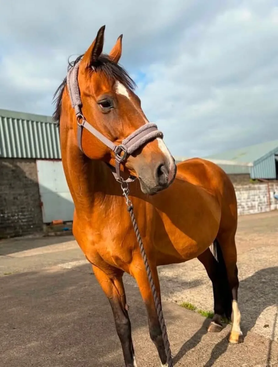 Infoal Broodmare - Image 1
