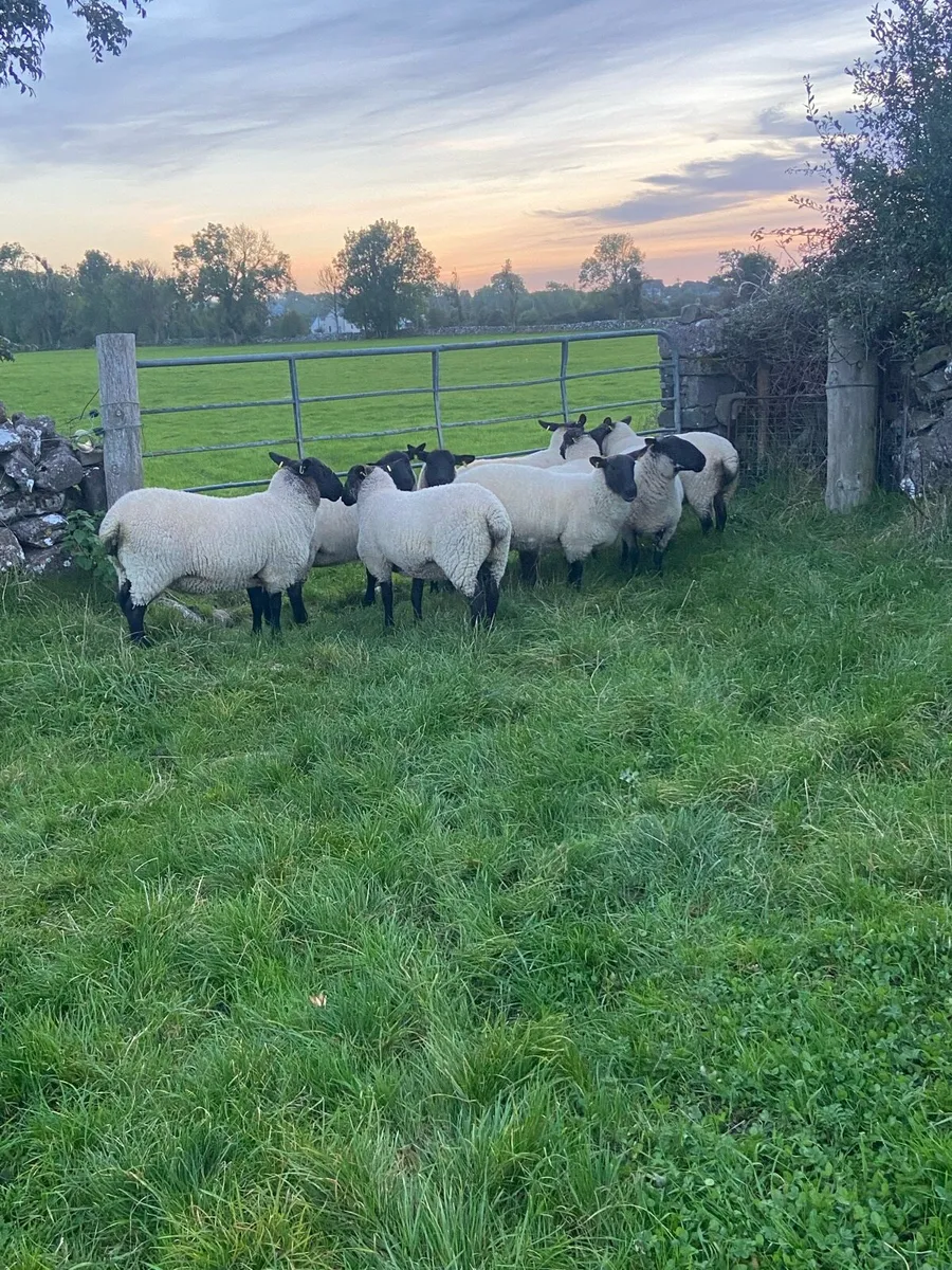 Ewe Hoggetts - Image 1