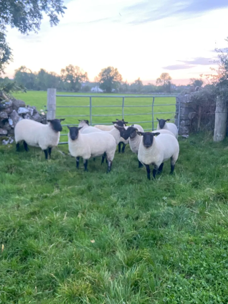 Ewe Hoggetts - Image 2