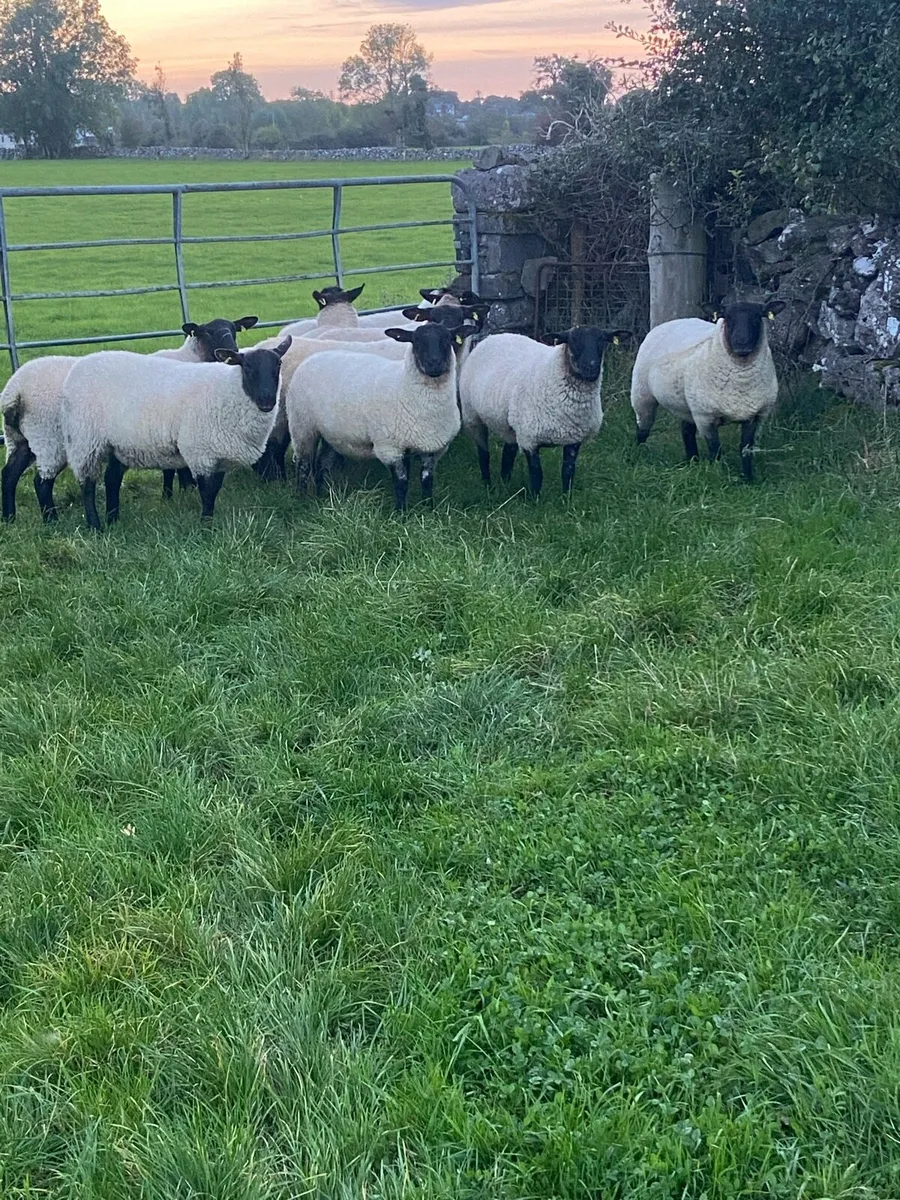 Ewe Hoggetts - Image 3