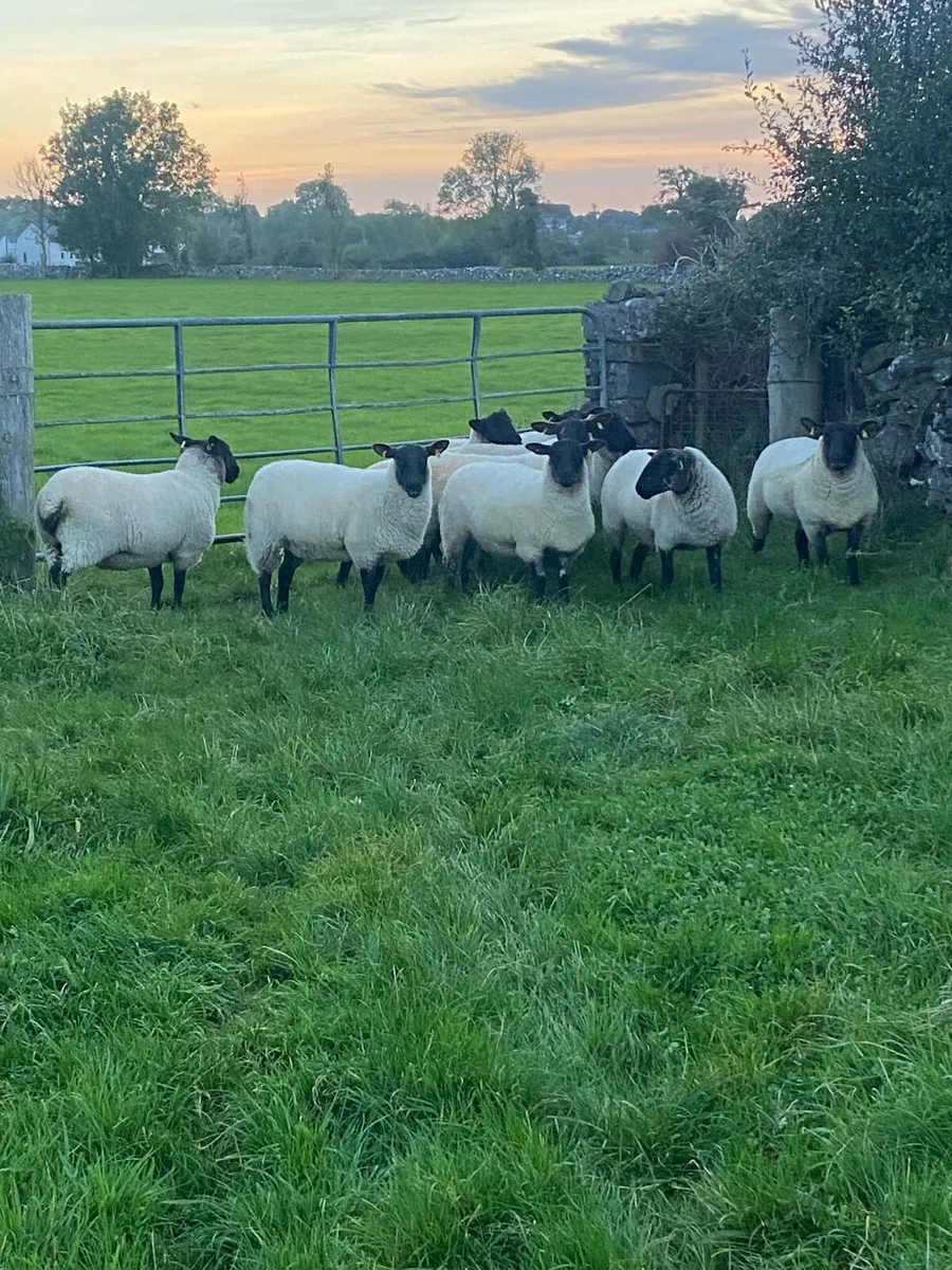 Ewe Hoggetts - Image 4