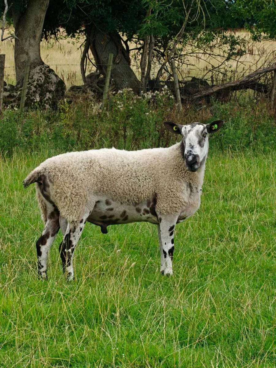 Blue Leicester Ram - Image 3
