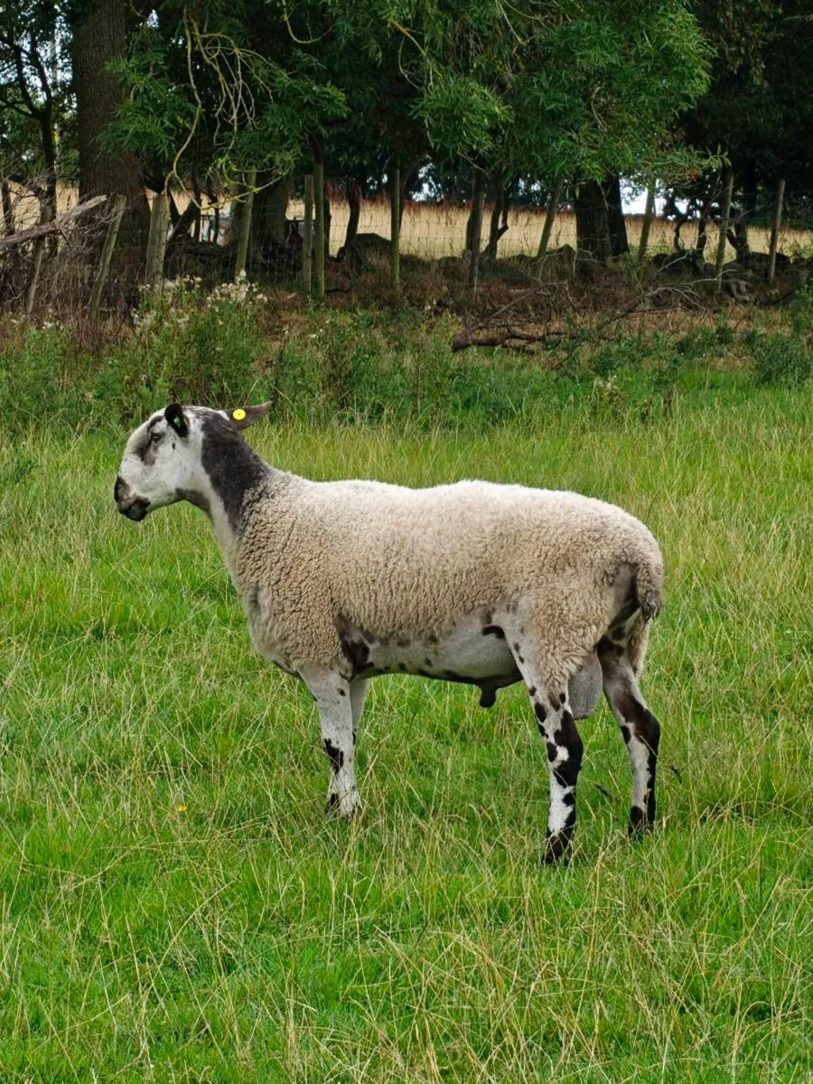 Blue Leicester Ram - Image 4