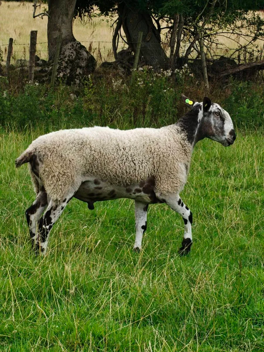 Blue Leicester Ram - Image 2