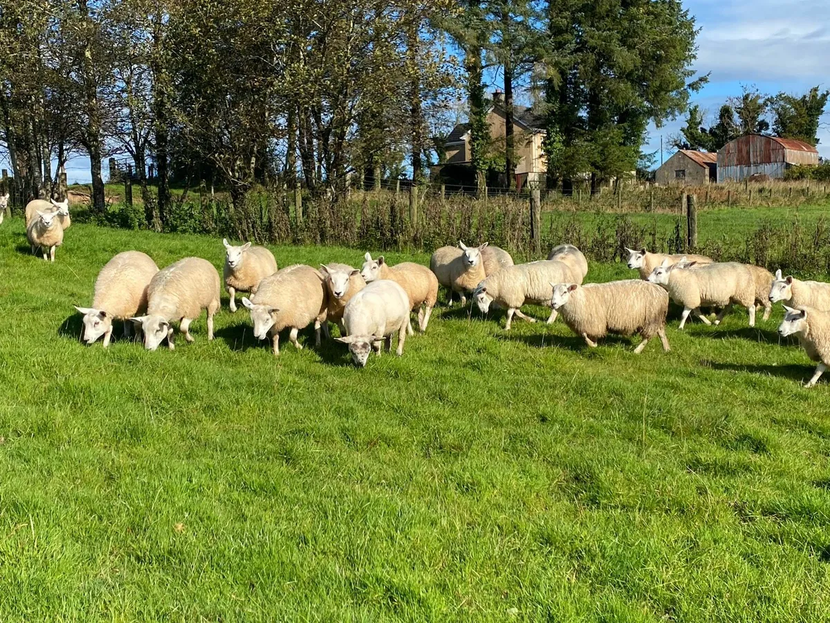 Texel mule Ewe lambs - Image 2