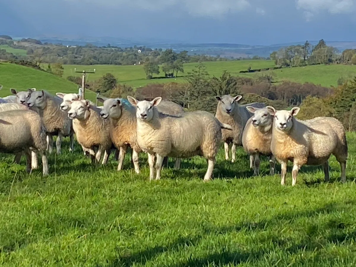 Texel mule Ewe lambs - Image 3