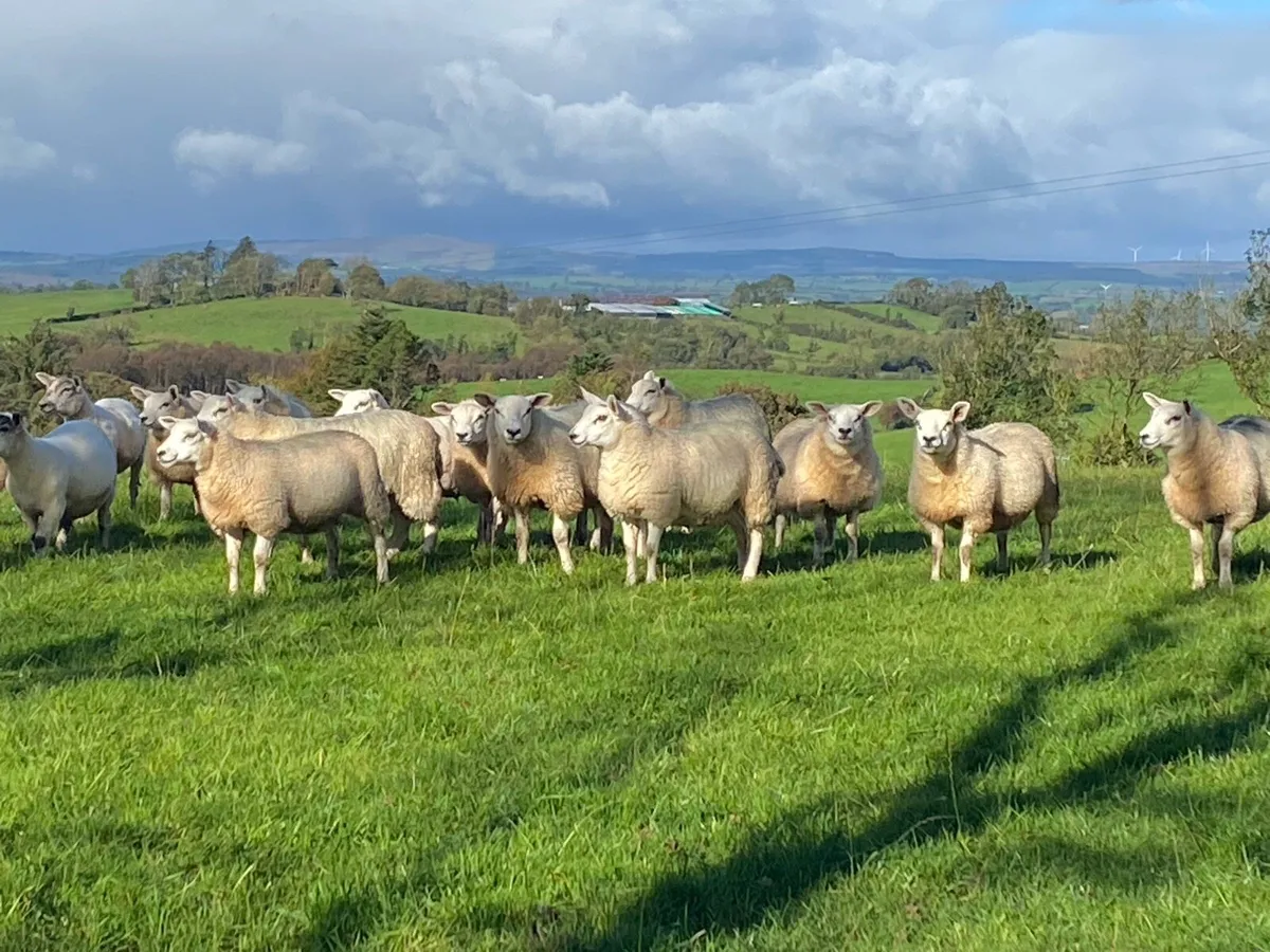 Texel mule Ewe lambs - Image 4