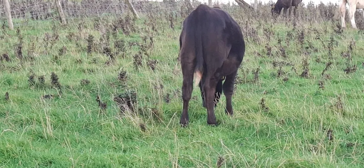 Wague Bulls - Image 2