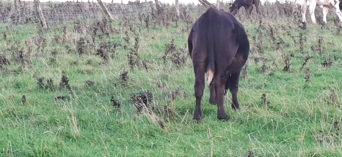 Wague Bulls - Image 3