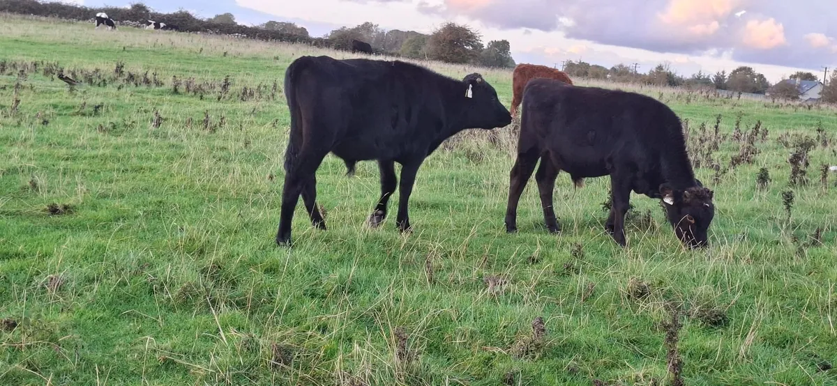 Wague Bulls - Image 1