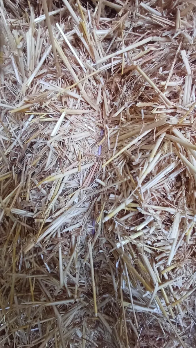 Straw - Image 2