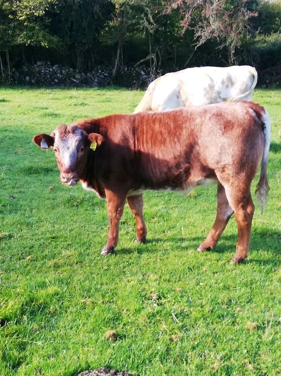 LMx HEIFER WEANLINGS Gort Mart - Image 1