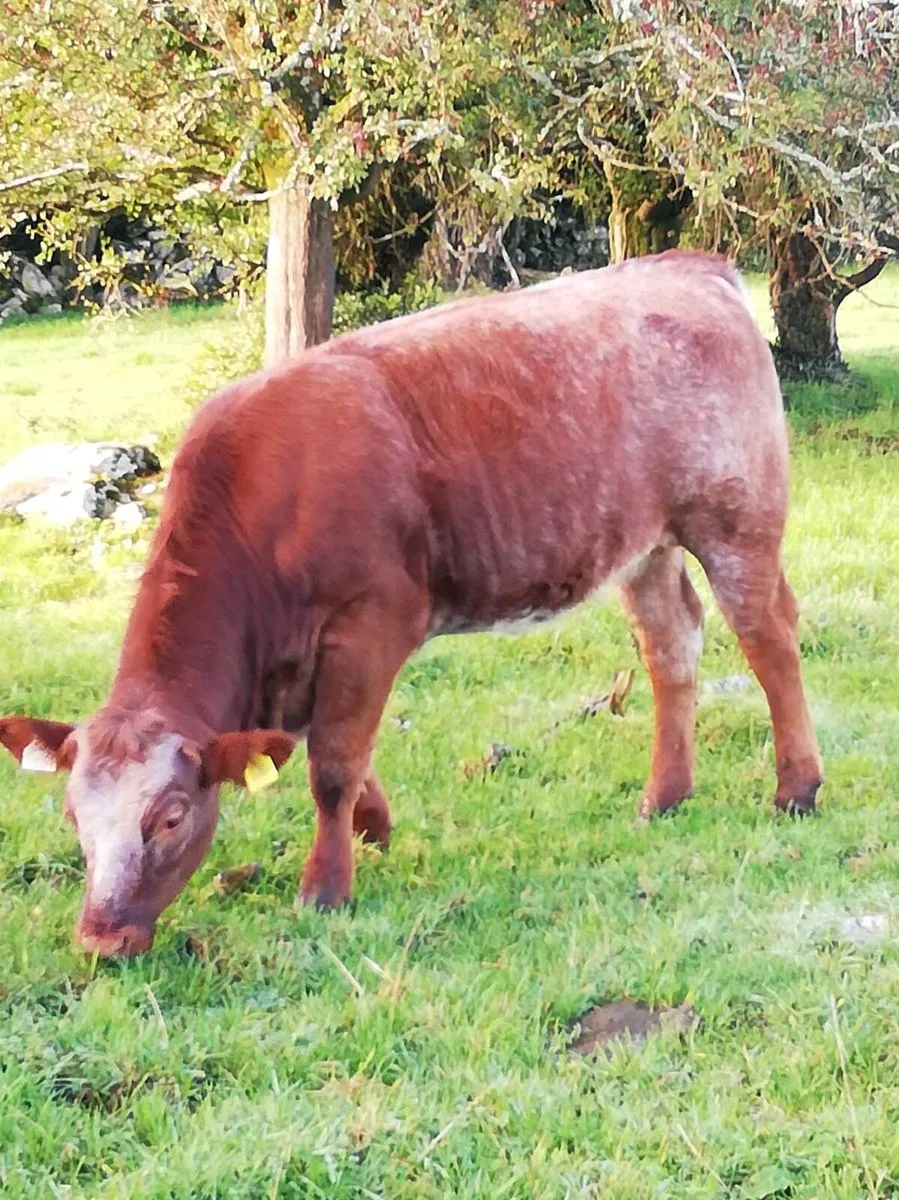 LMx HEIFER WEANLINGS Gort Mart - Image 2