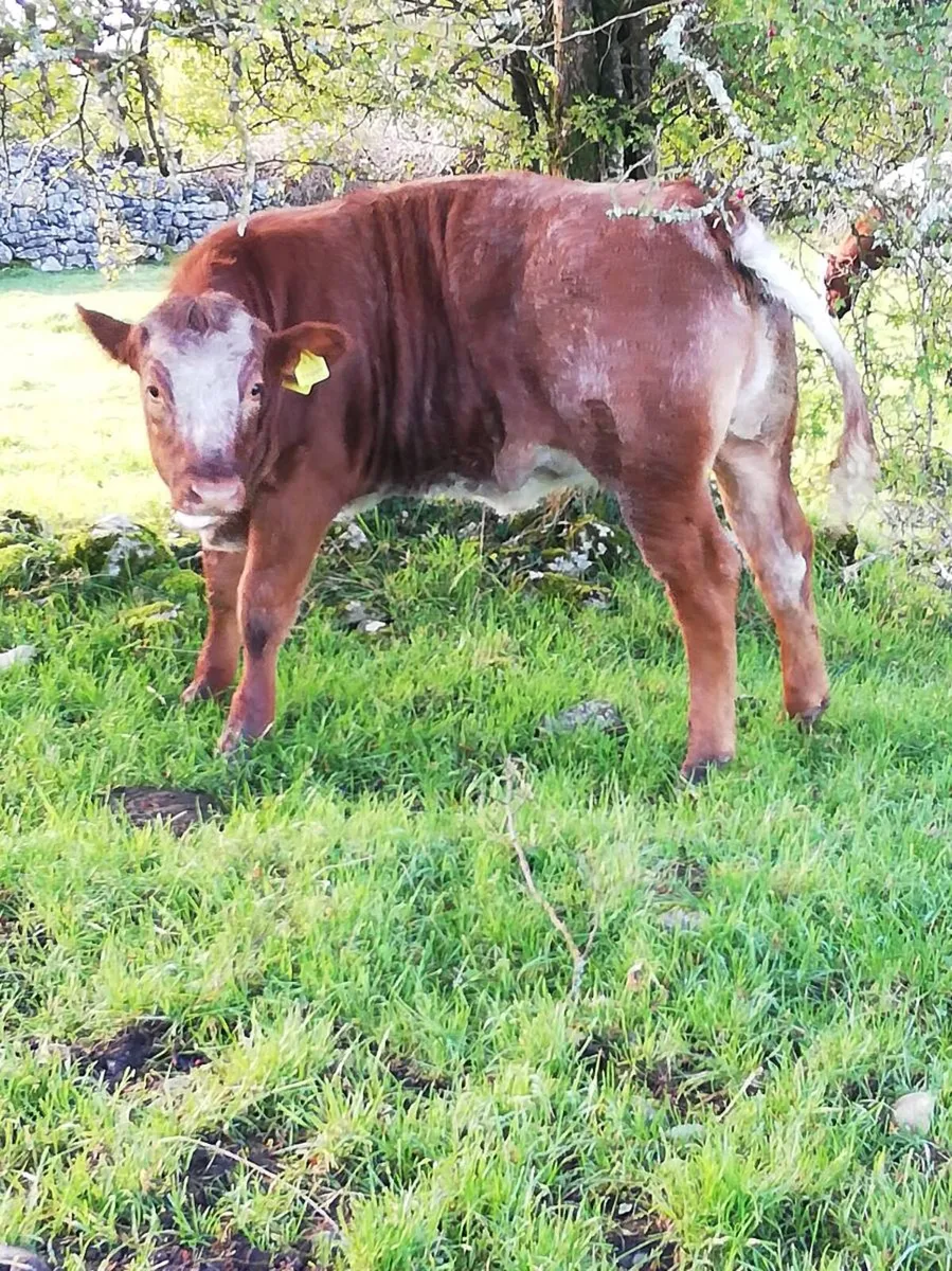 LMx HEIFER WEANLINGS Gort Mart - Image 3