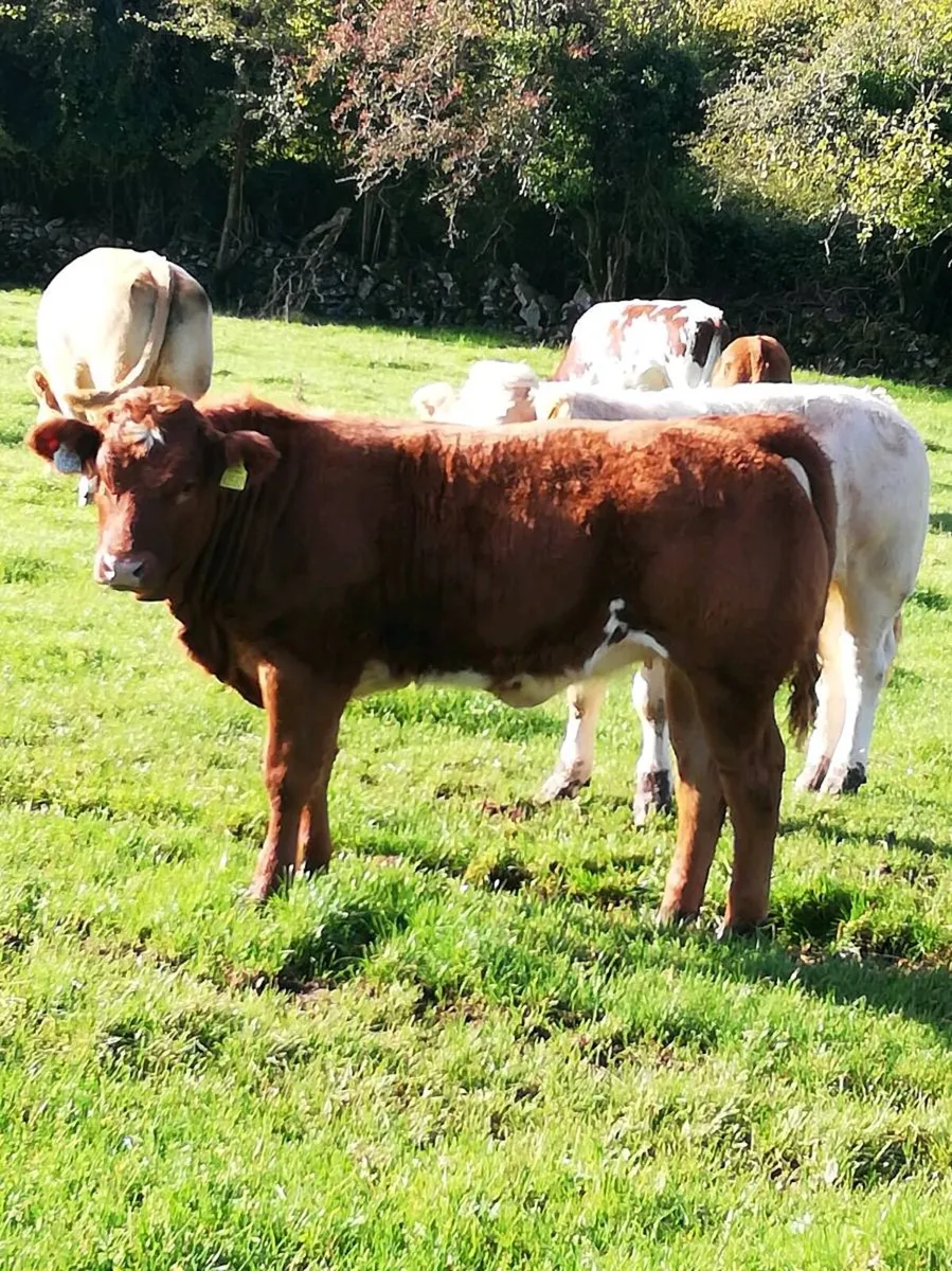 LMx HEIFER WEANLINGS Gort Mart - Image 4