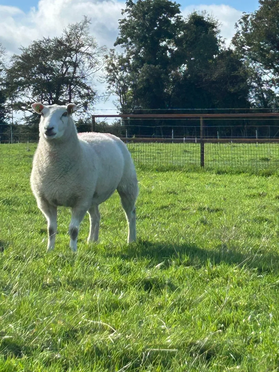 Pedigree registered hogget ewes. Belclare. Fr sale - Image 1