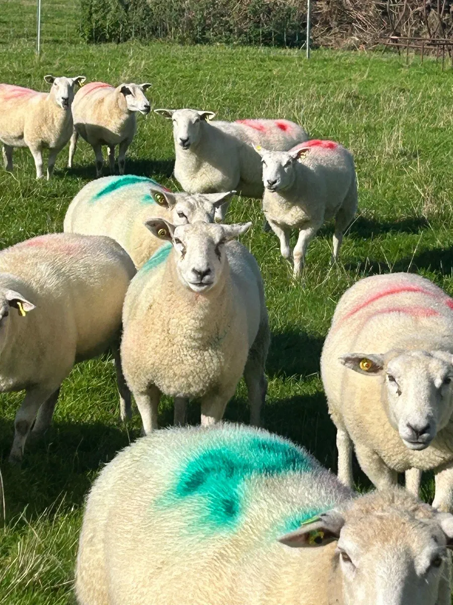Pedigree registered hogget ewes. Belclare. Fr sale - Image 2