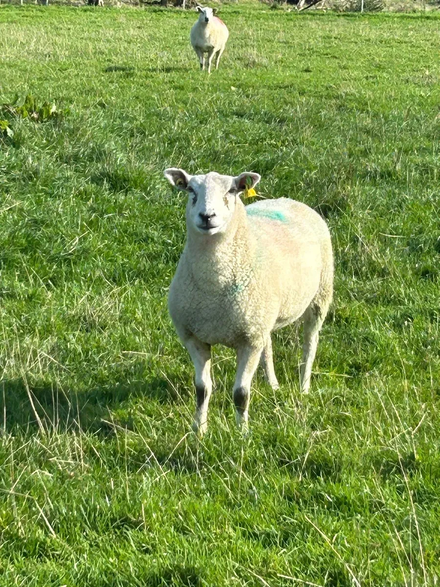 Pedigree registered hogget ewes. Belclare. Fr sale - Image 3