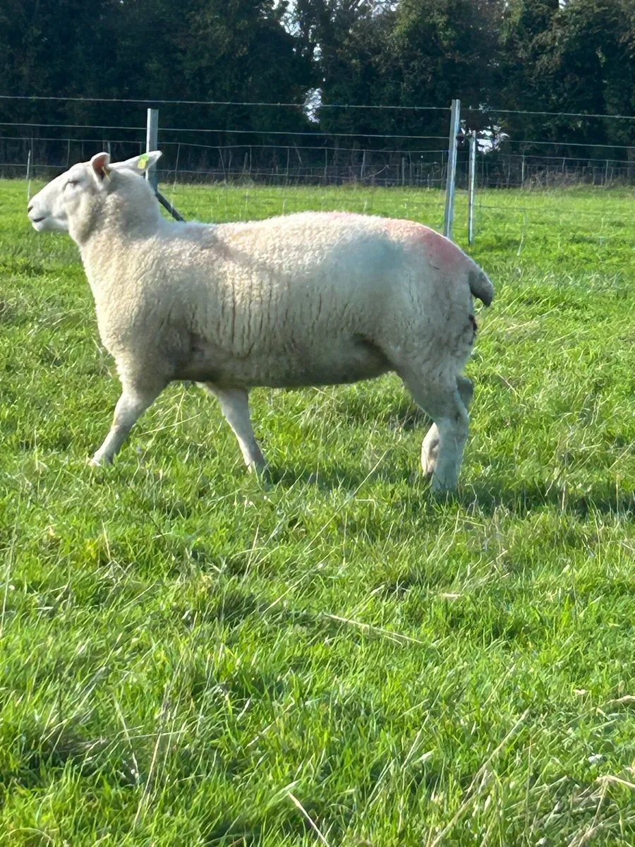 Pedigree registered hogget ewes. Belclare. Fr sale - Image 4