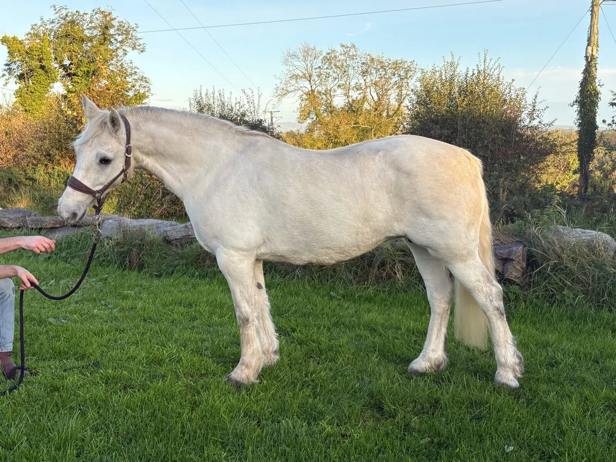 Top quality connemara mare - Image 2