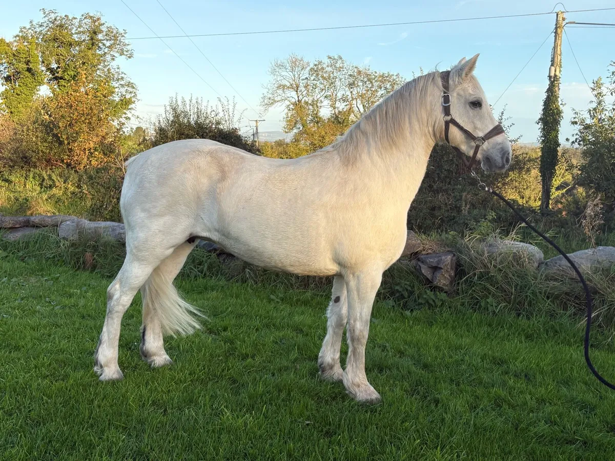 Top quality connemara mare - Image 3