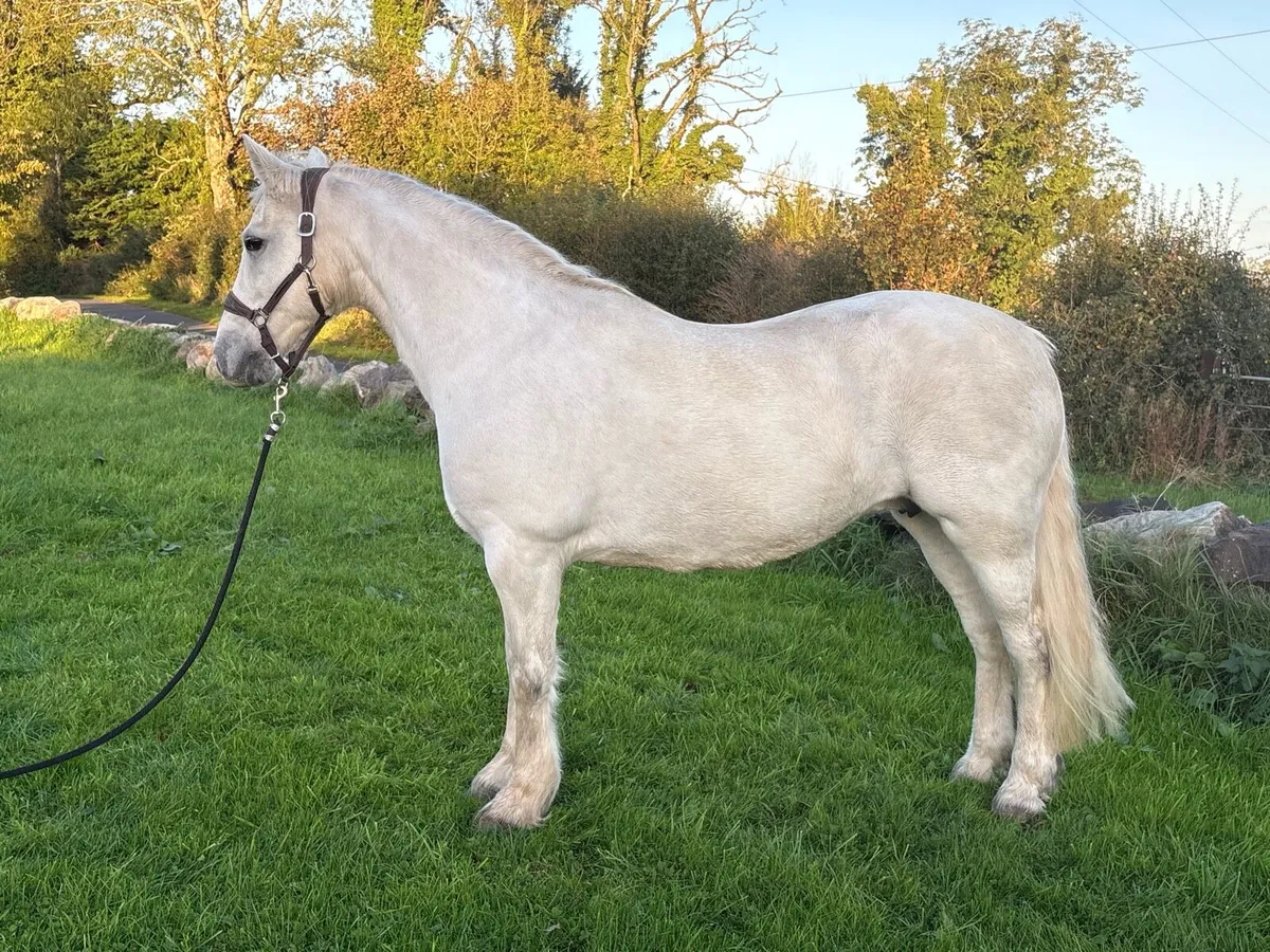 Top quality connemara mare - Image 4
