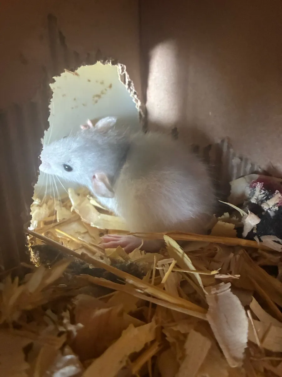 Beautiful pattern baby rats - Image 2