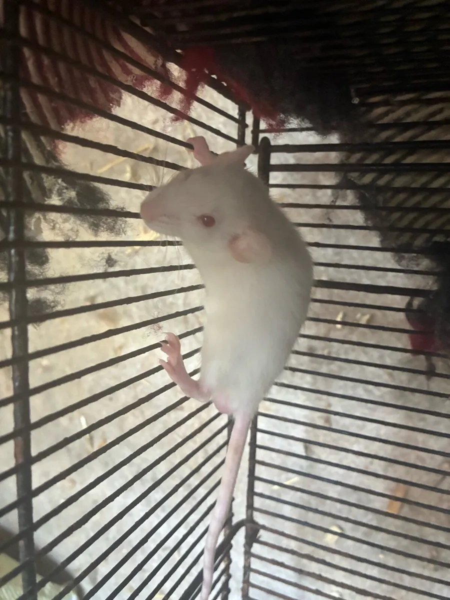 Beautiful pattern baby rats - Image 1