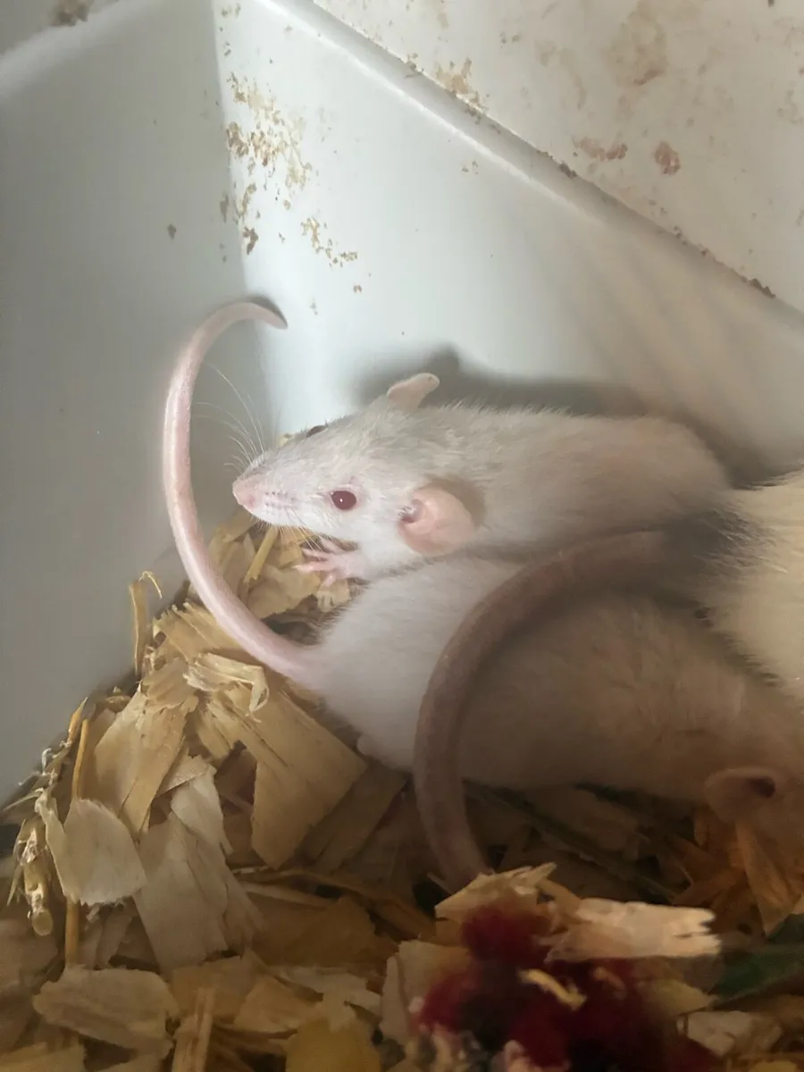 Beautiful pattern baby rats - Image 4