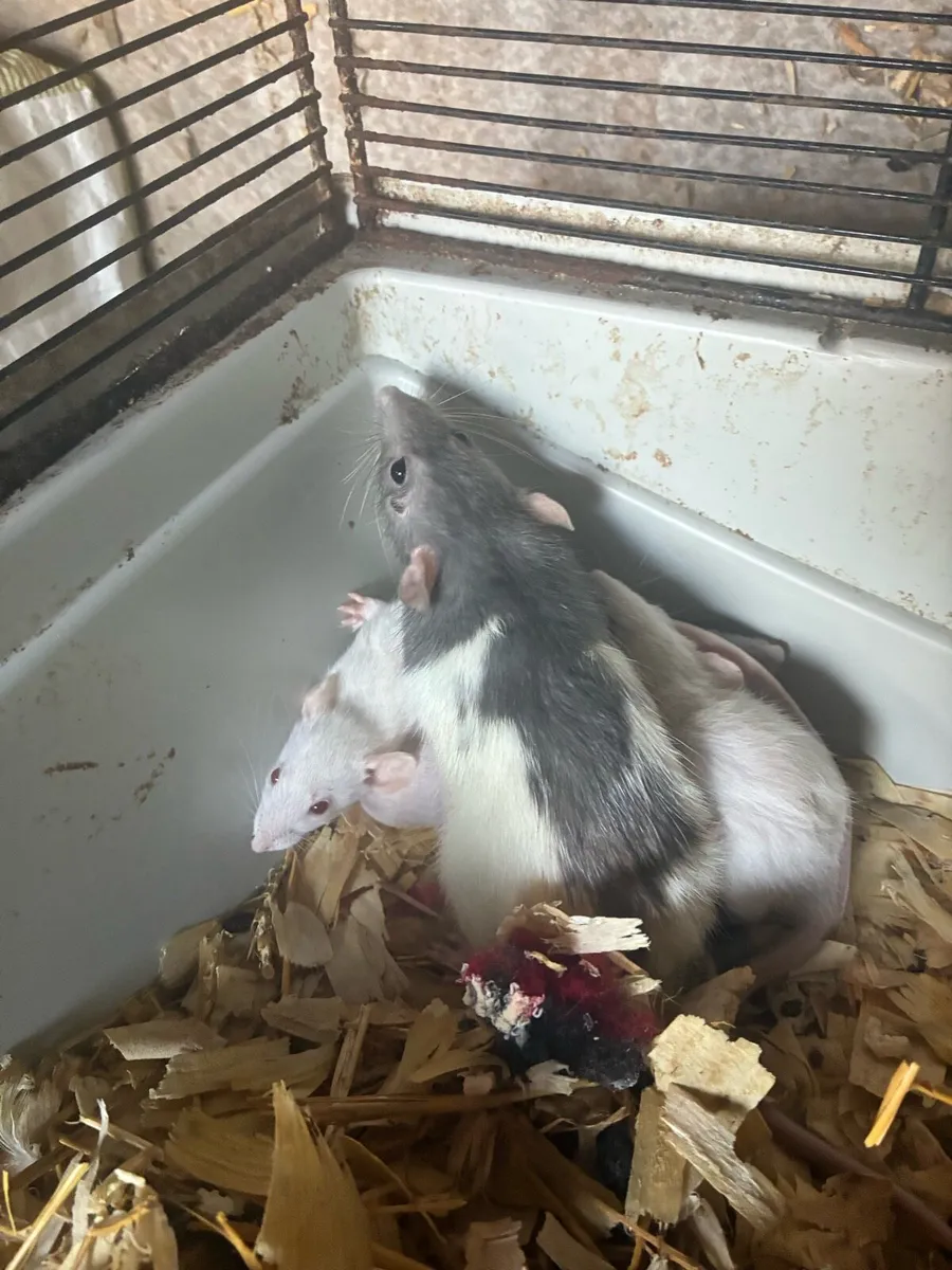 Beautiful pattern baby rats - Image 3