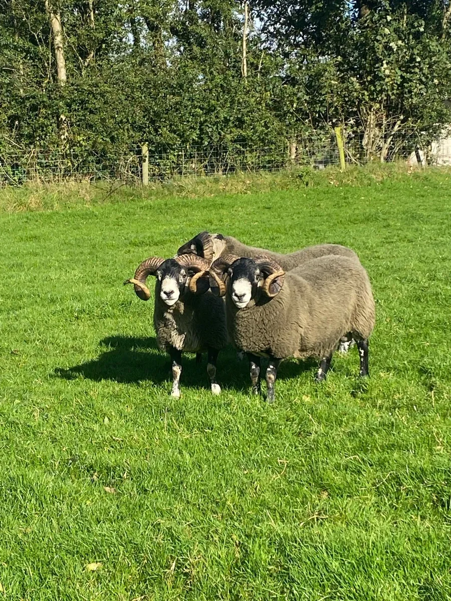 3 Lanark Shearlings For Sale!! - Image 2