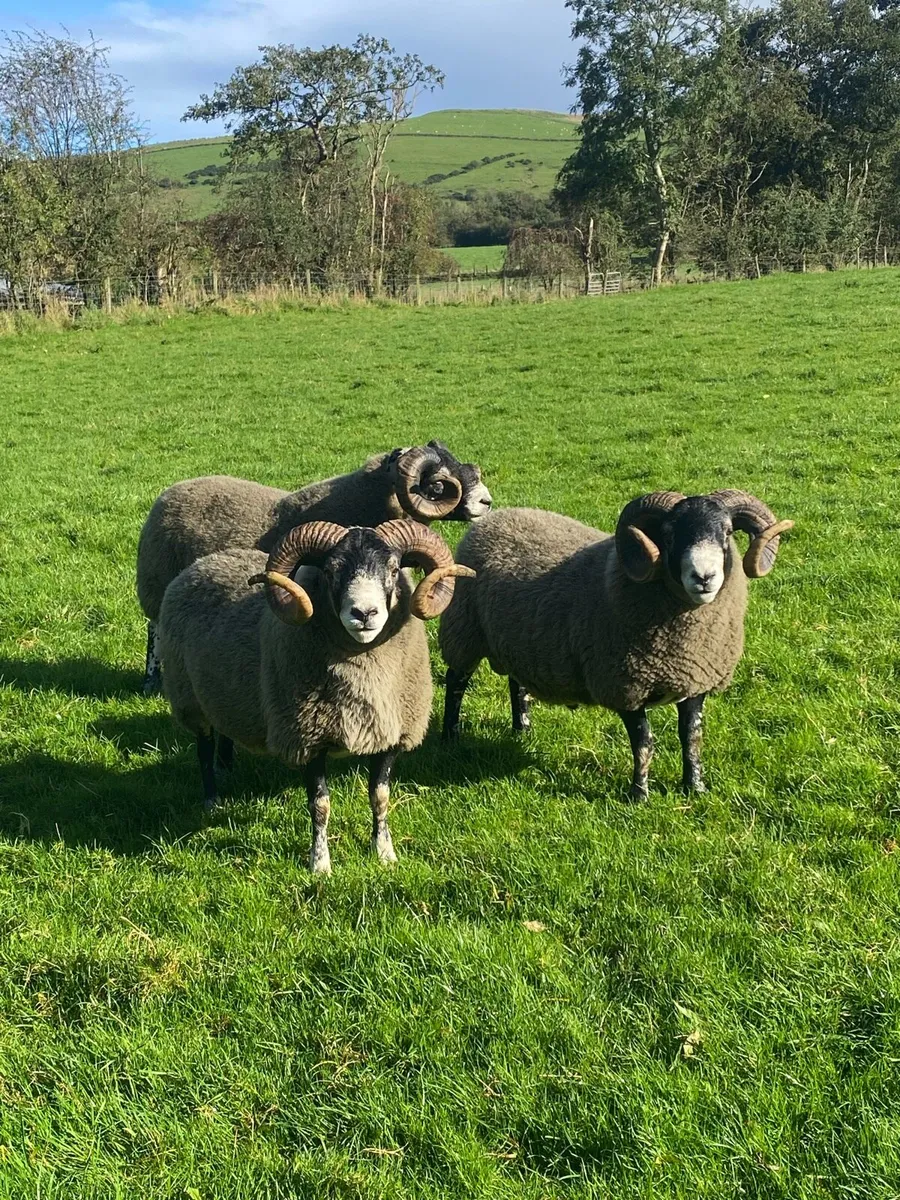 3 Lanark Shearlings For Sale!! - Image 3