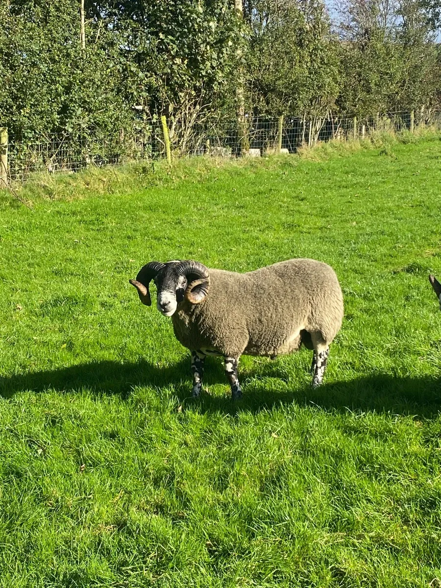 3 Lanark Shearlings For Sale!! - Image 4