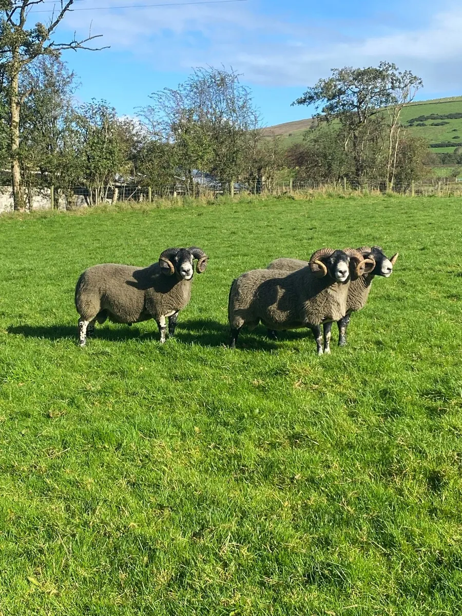 3 Lanark Shearlings For Sale!! - Image 1