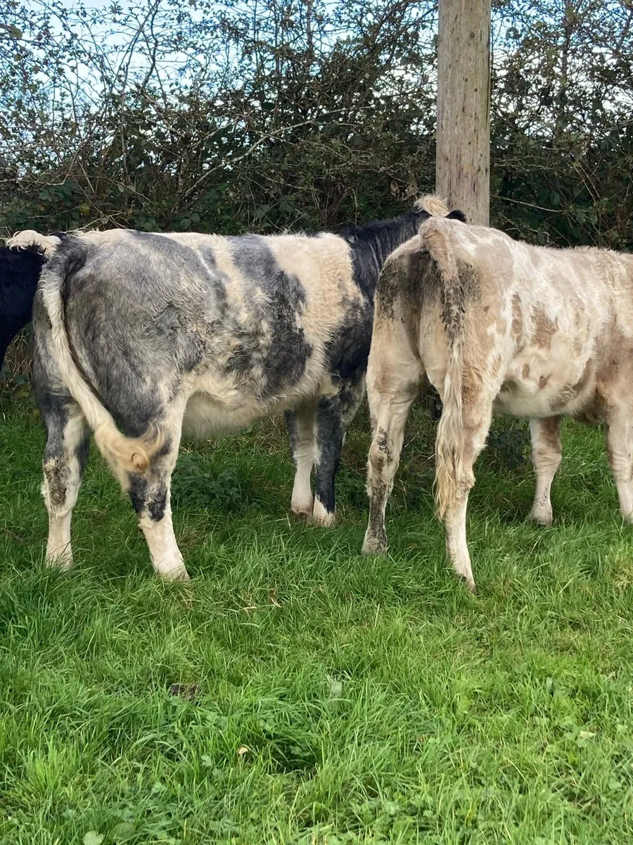 *10  Heifers* - Image 1