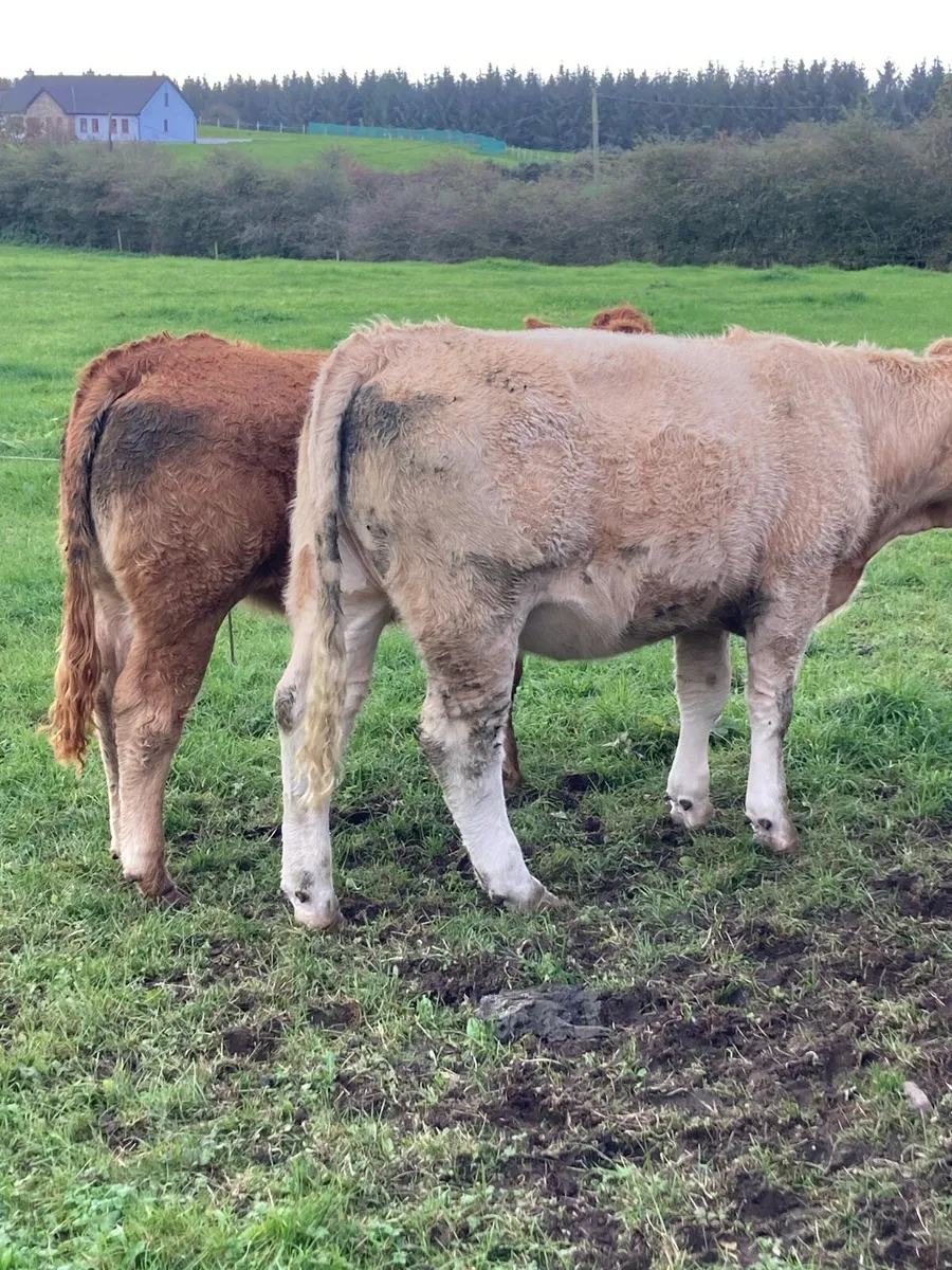*10  Heifers* - Image 2