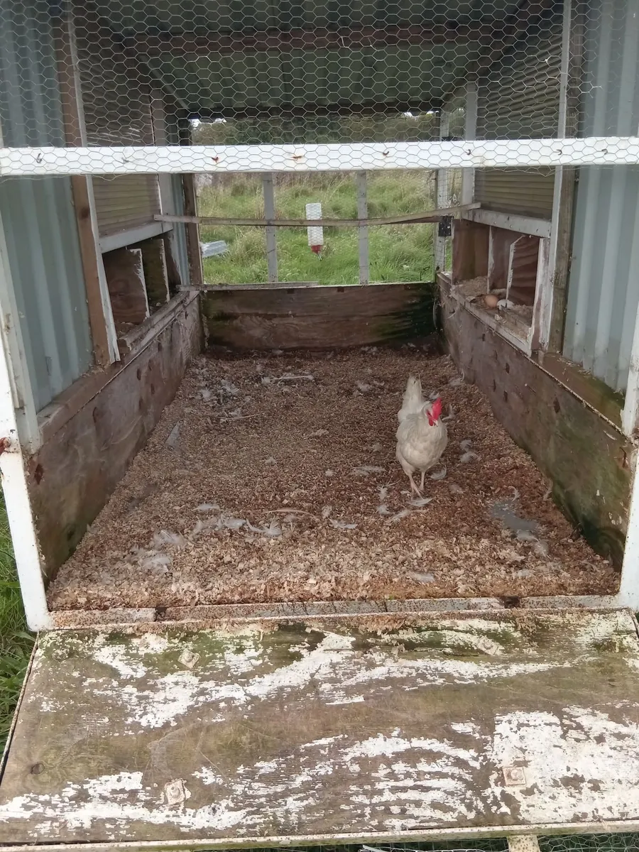 Chicken coop - Image 4