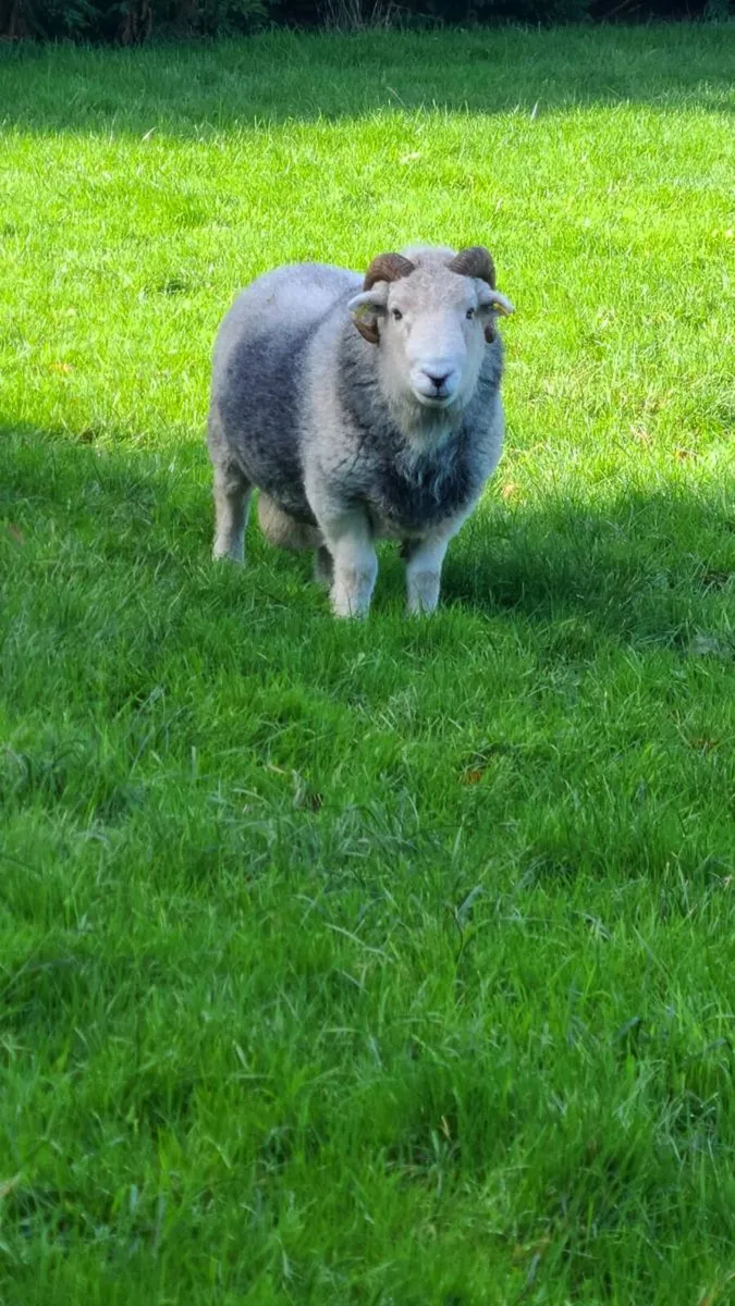 Herdwick Rams - Image 1
