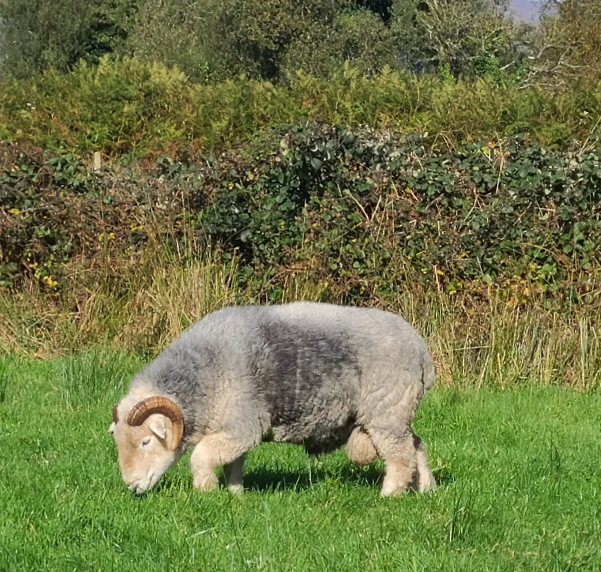 Herdwick Rams - Image 2