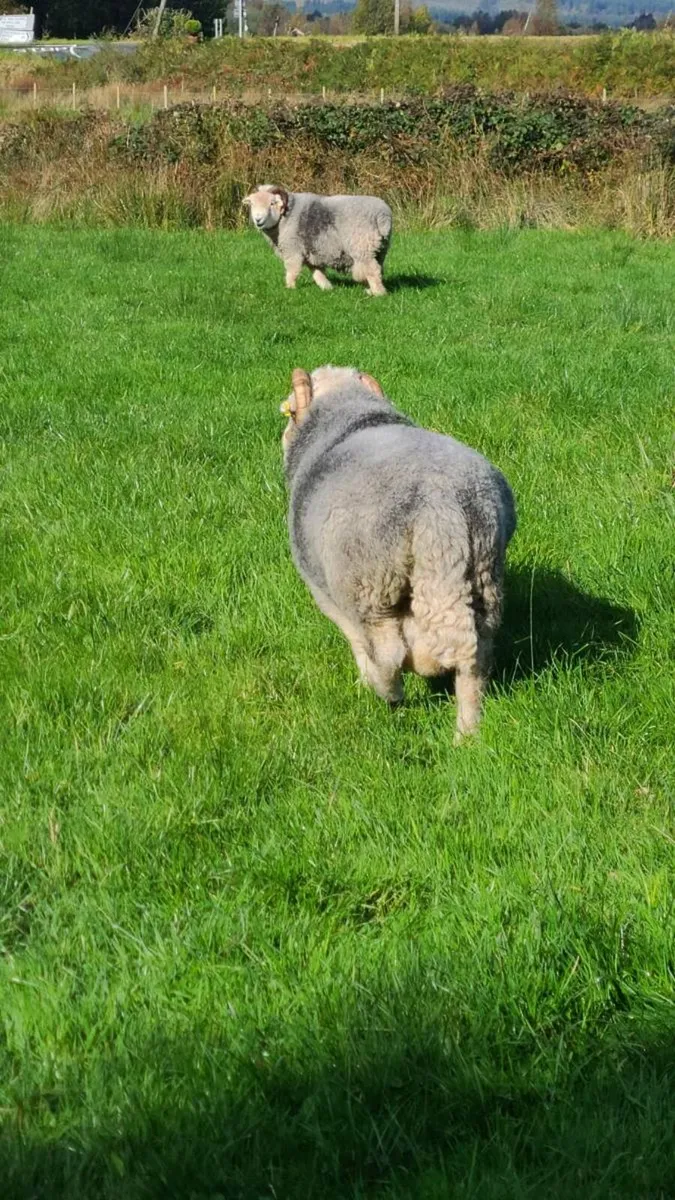 Herdwick Rams - Image 3
