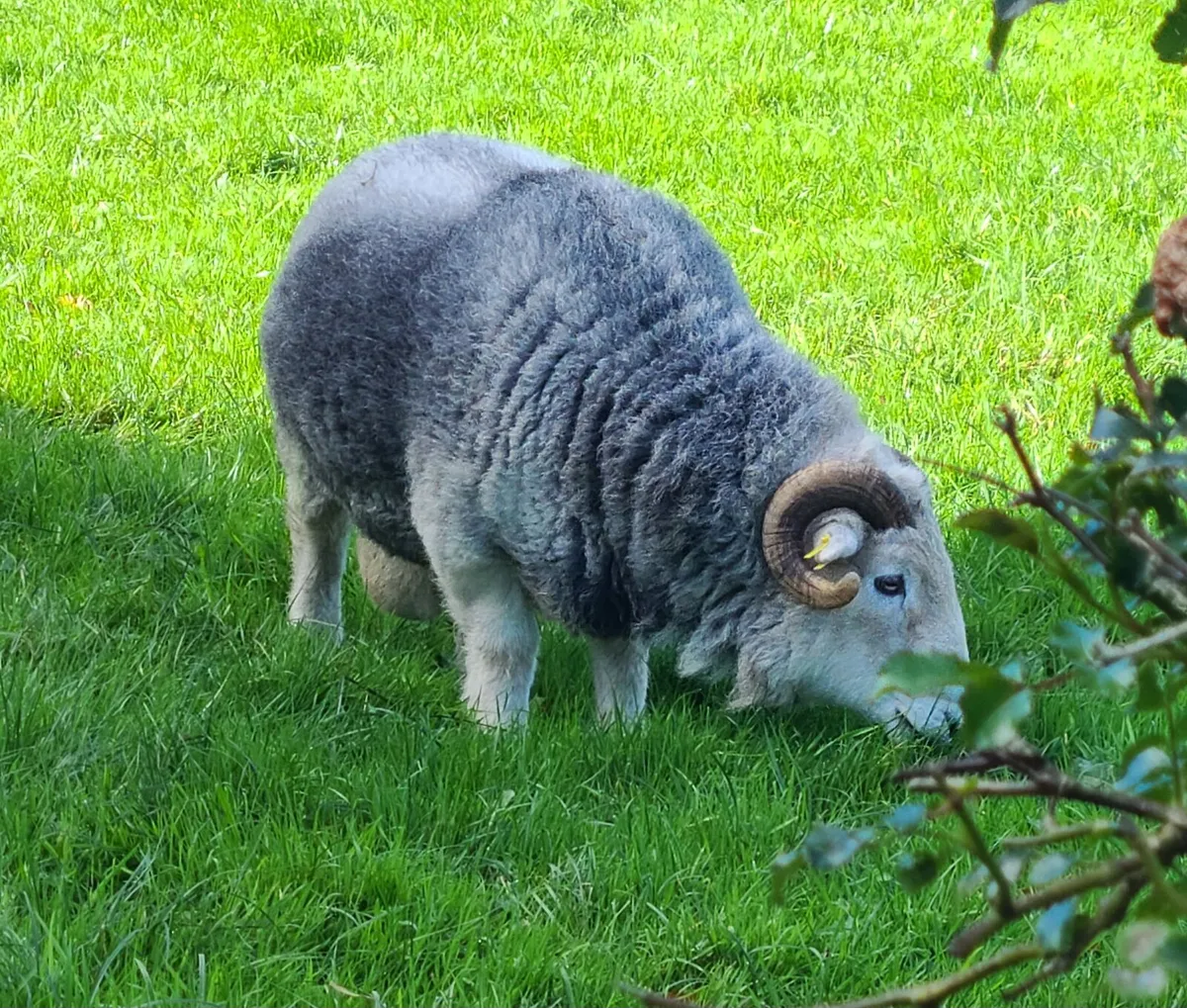 Herdwick Rams - Image 4
