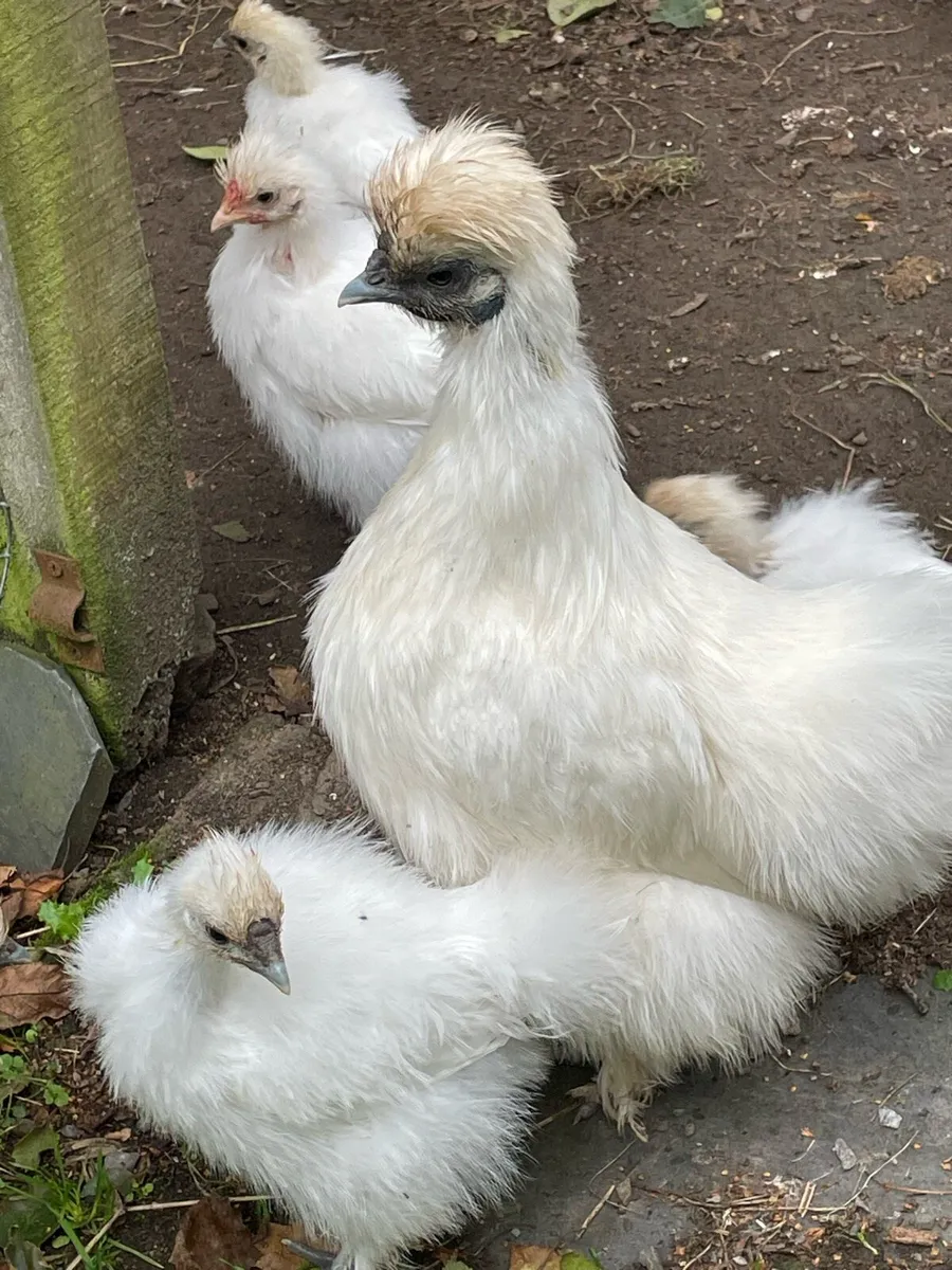Silkie hens with chicks - Image 1