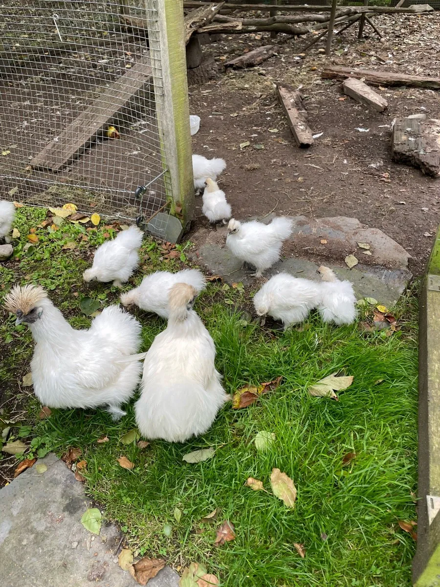 Silkie hens with chicks - Image 2