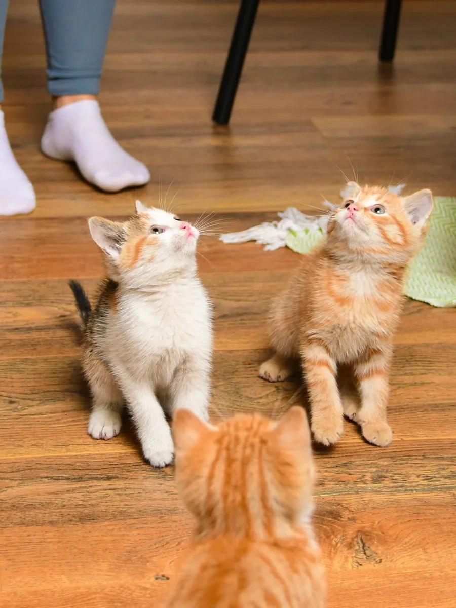 Beautiful kittens (as pair) - Image 3