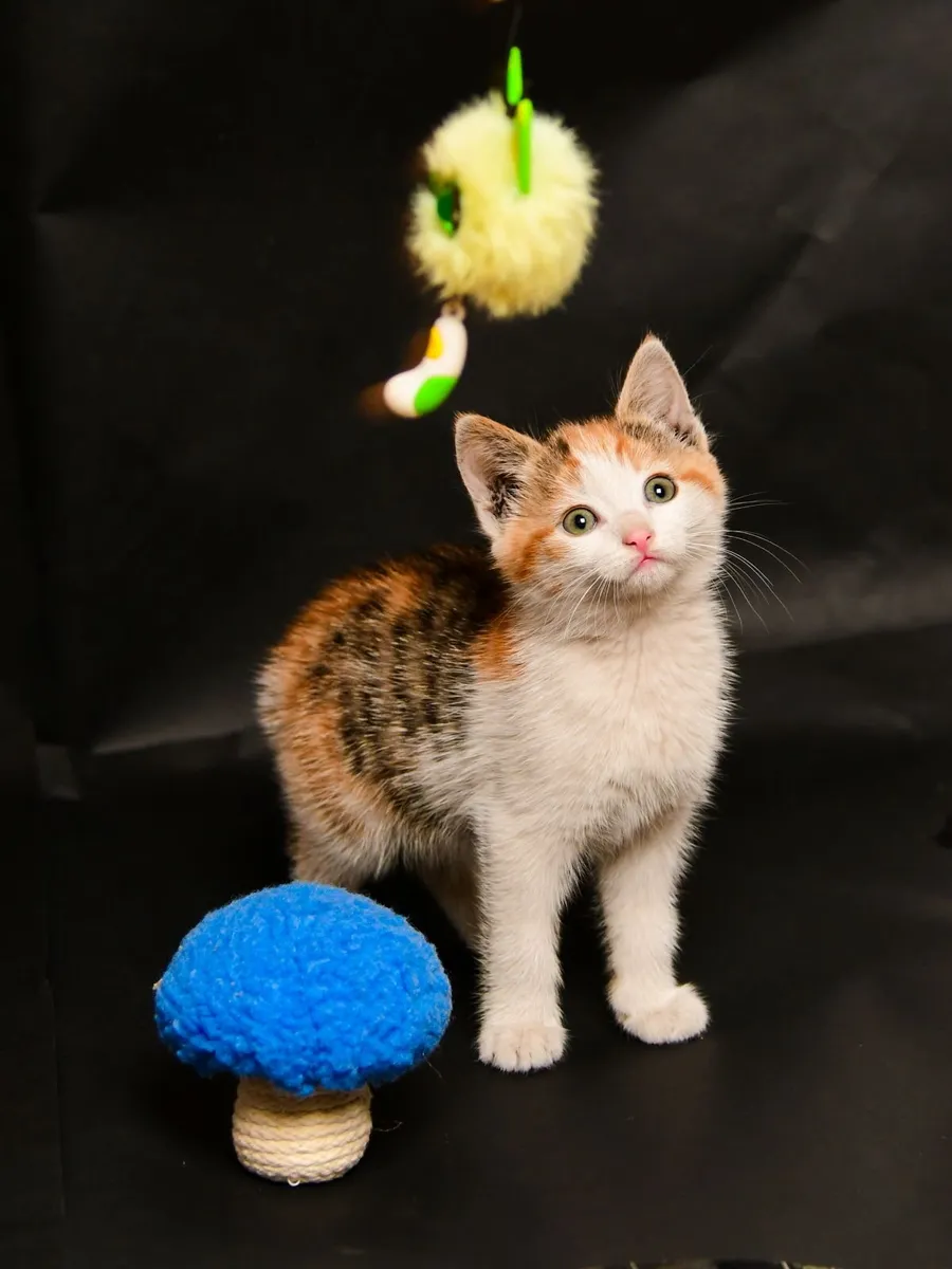 Beautiful kittens (as pair) - Image 4