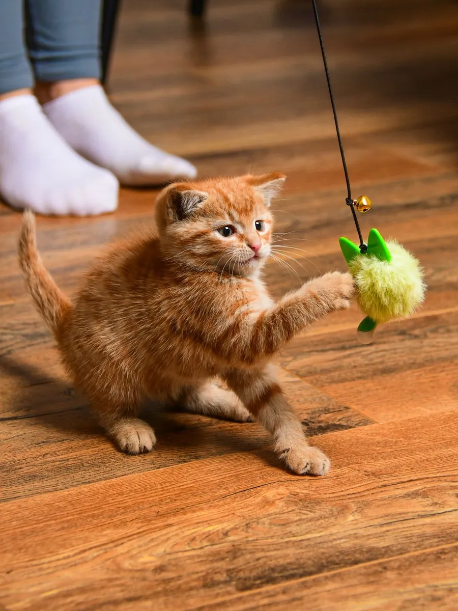 Beautiful kittens (as pair) - Image 1